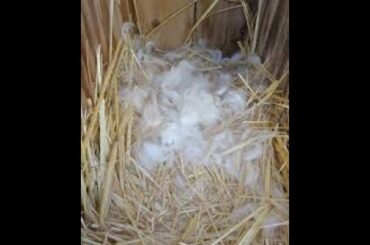 rabbit making nest with fur