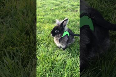 Cute Bunny on a walk