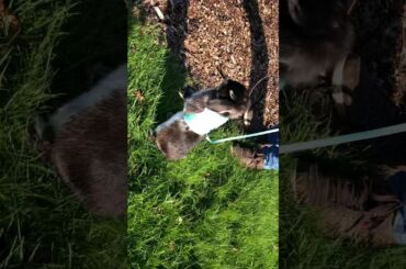 Cute Bunny on leash!