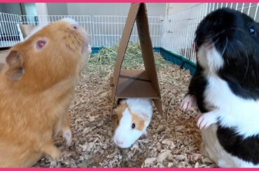 Can you train guinea pigs to jump through hoops?