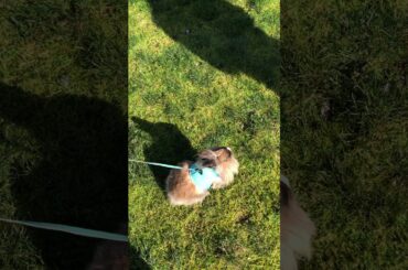 CUTE BUNNY! Coco’s first walk.