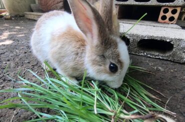 Rabbits eat sweet grass ASMR | Bunny cute ASMR