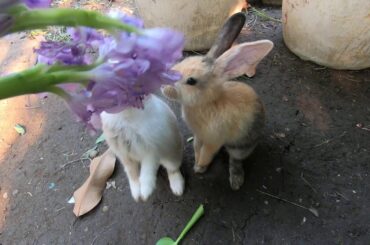 Rabbits eating water Hyacinth ASMR | bunny ASMR eating water hyacinth