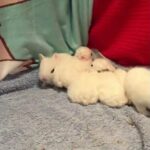 Cute baby bunny crashes into siblings. Comin’ in Hot!