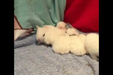 Cute baby bunny crashes into siblings. Comin’ in Hot!