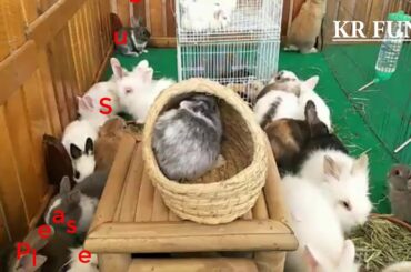 Farming cute rabbit videos