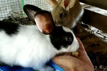 Cute rabbit, feeding small fruits