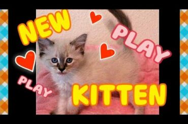 Baby kitten plays a lot and finds a bunny friend.