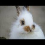 Rabbit Funny And Cute Bunny Videos Compilation asmr animals #5 🍑⁦✳️⁩🐰🍉