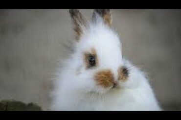 Rabbit Funny And Cute Bunny Videos Compilation asmr animals #5 🍑⁦✳️⁩🐰🍉