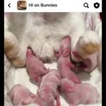 Baby bunnies nursing