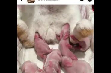 Baby bunnies nursing