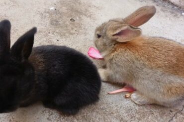 Cute Bunnies - Animal Video
