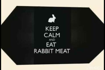 Cute Animal Rabbits as Pets