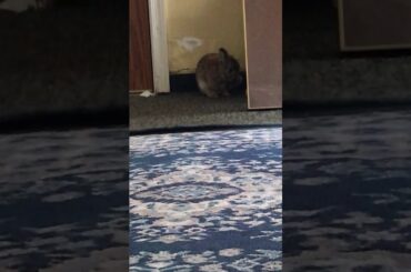 My cute bunny/rabbit