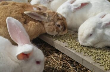 Spring Time and Cute Bunny Fun!