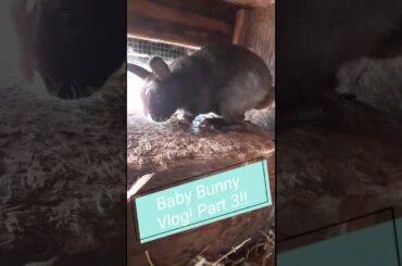 Baby Bunny Vlog! Part 3! *Seeing the babies!!*