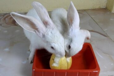 The Cutest Rabbits PoyPoy & PomPom ASMR fruit