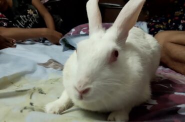 My Cute White Rabbit 'Tutu' | The most beautifull Animal in World.