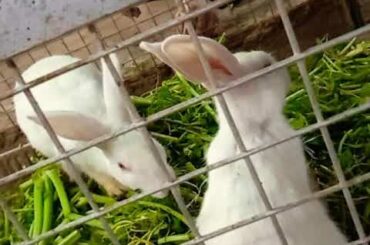 Cute rabbits