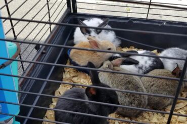 Baby Bunnies Rabbit Cutes🐇🐇