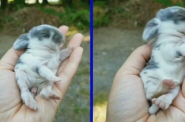 🐰 We could watch this baby Rabbit for hours and hours, it's adorable ❣️ 20/03/2020 new Pets