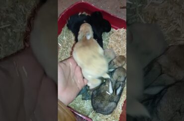 funny and cute rabbits