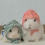 The cute bunny الارنب اللطيف
