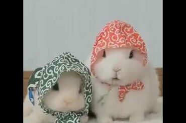 The cute bunny الارنب اللطيف