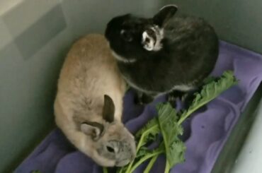 Bunnies aren't they cute!