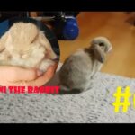 #6 Roni The Rabbit | Roni learning tricks! | Bunny | Standing up on his hind feet for treats ;)