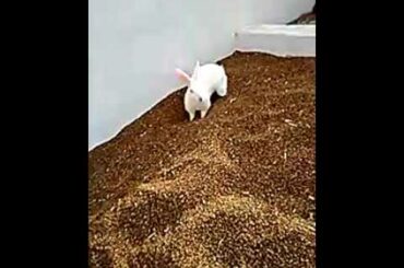 Cute rabbit playing