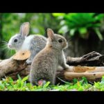 Visiting Rabbit Farm in Rajkot 🐇 A Very Cute Video 😊😃