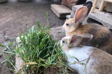 Rabbits eating grass very happy  ASMR | bunny cute eating  grass