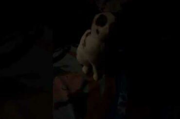 #01 cutest and funniest complimation Of rabbit!!! LOL