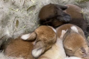 Baby bunnies so cute! Sleeping in their nesting box