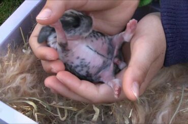 oops - More Baby Bunnies 2 days Old :):):)