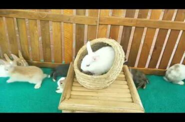 Rabbit Destroys Lettuce Leaf Bigger Than He Is Rabbit Eating ASMR *  ウサギ好きなサラリーマンの休日