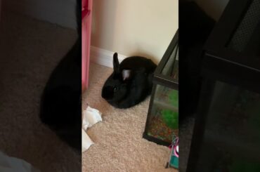 Cute bunny! 🐰❤️💕