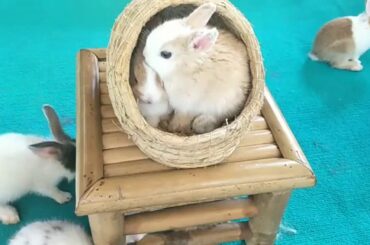 Wow! Rabbit Destroys Lettuce Leaf Bigger Than He Is - Rabbit Eating ASMR * ウサギ好きなサラリーマンの休日