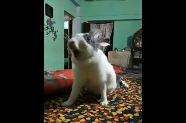 Baby Bunny Yawning { SO CUTE }