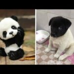 Cutest baby animals Videos Compilation cute moment of the animals 2020 - Soo Cute! #24