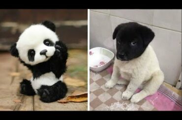 Cutest baby animals Videos Compilation cute moment of the animals 2020 - Soo Cute! #24