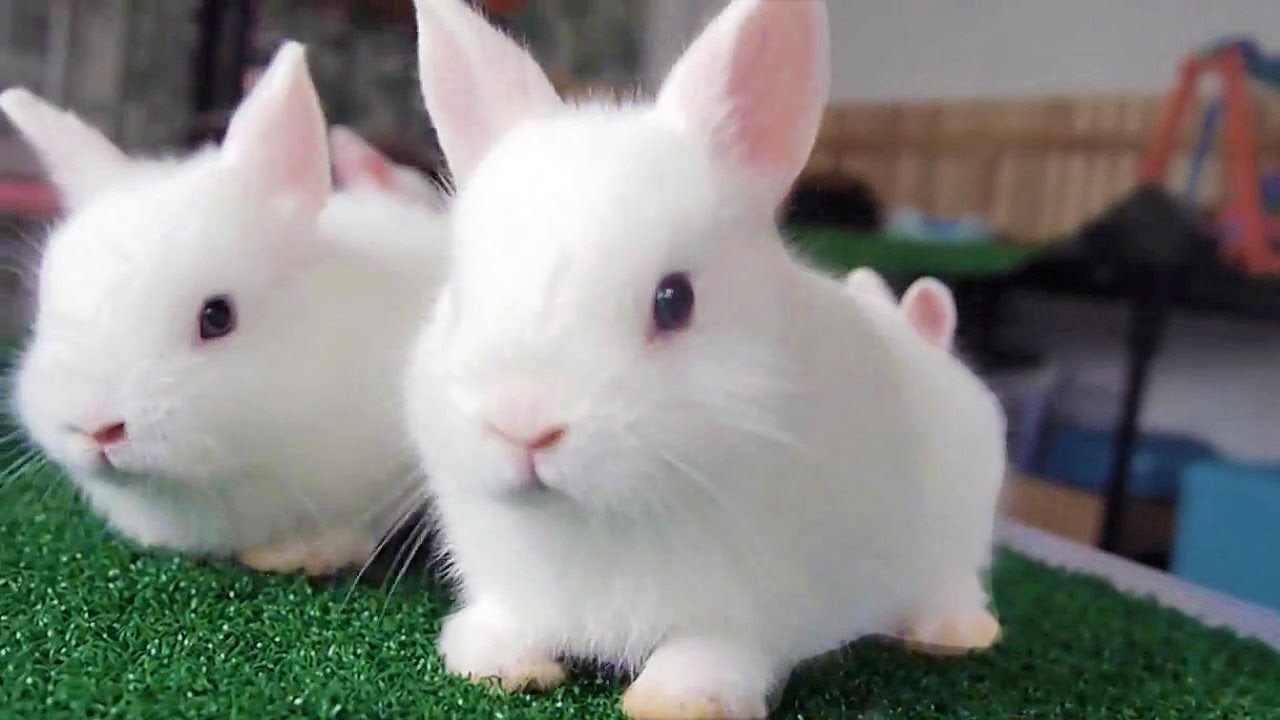 Включи видео кролики. Кролик Руфус.
