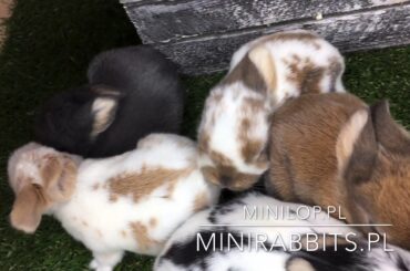 Cute Two Week Olds Bunnies Mini Lop  From Teddy Village.