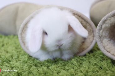 Baby bunnies doing the cutest things, EVER ! 😍😍😍😍💕😘😘