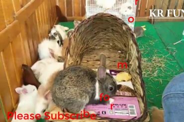 cute animals | cute rabbit