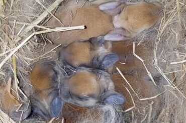 Baby bunny reward 🐇