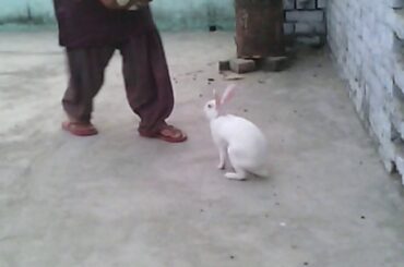 Cute rabbit funny video.