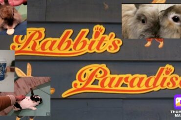 RABBIT'S PARADISE/cute and soft/feeding the rabbit/coffee/